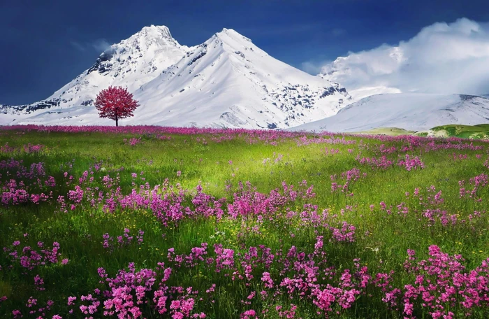 Blumenwiese Schneeberg