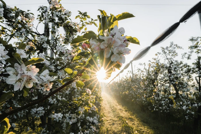 Frühlingssonne