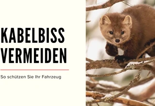 Frühling & Tierwelt: Wie Sie Ihr Auto marderfest machen Bild