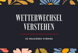 Hybridmodelle: Wie sich der Antrieb im Frühling anders verhält als im Winter Bild
