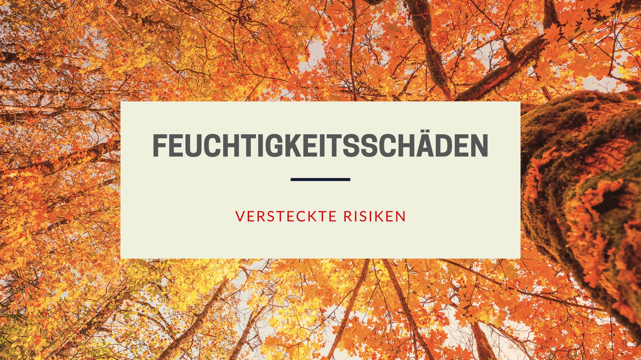 Laub & Feuchtigkeit Blog Banner